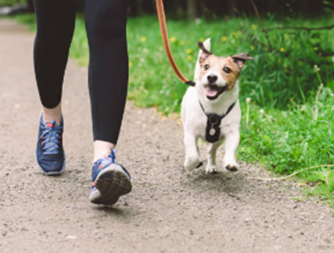 Celebrate Dog Walking Month: Your Guide to Dog Walking and Pet Sitting Success!