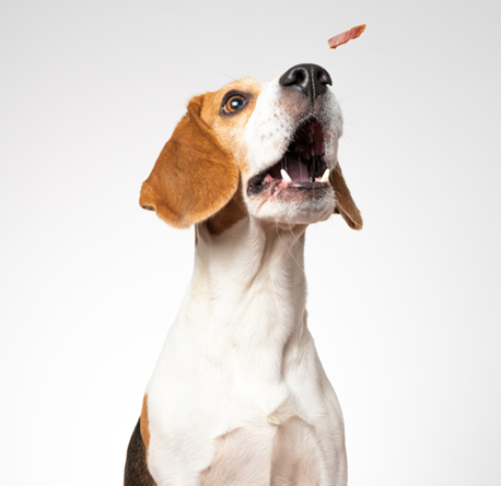 Foods That Are Toxic to Dogs: What Every Dog Owner Needs to Know