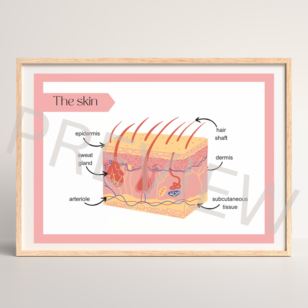 The skin diagram poster