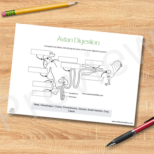 Avian bird digestive system anatomy labeling worksheet