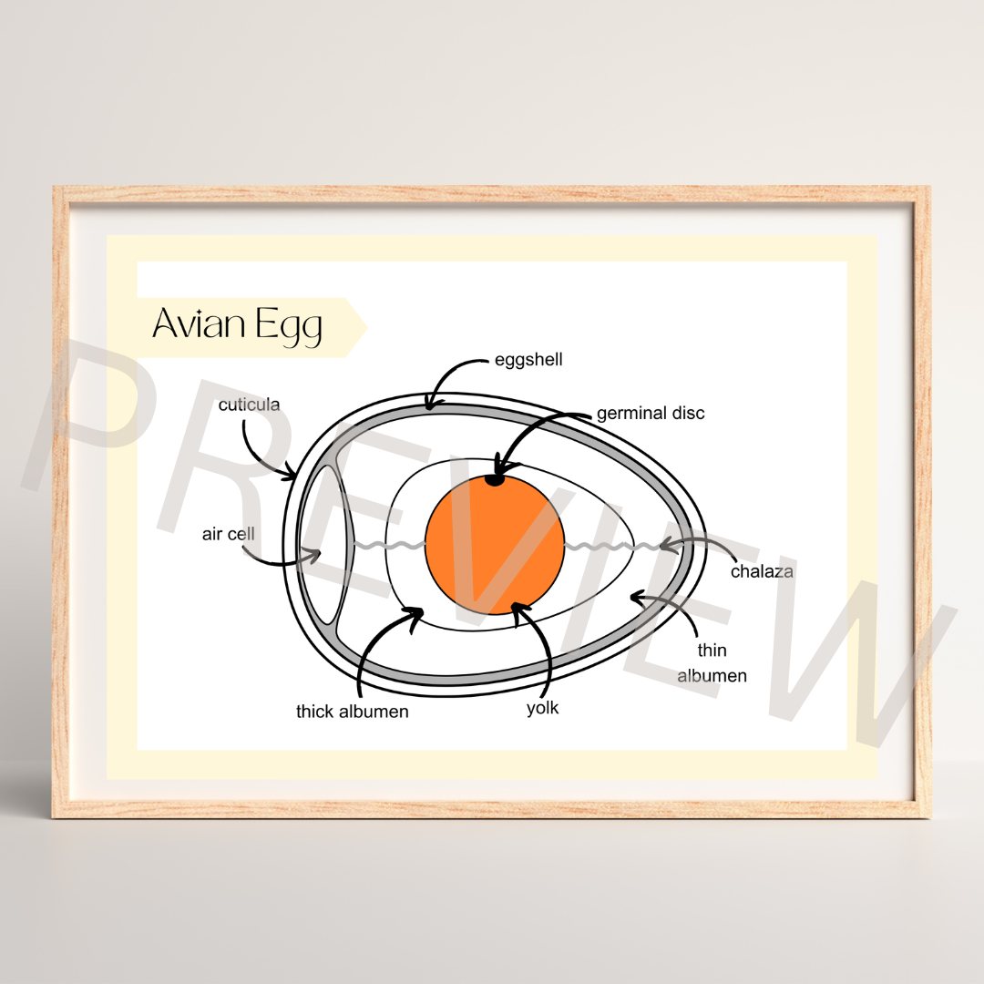 The avian egg diagram poster