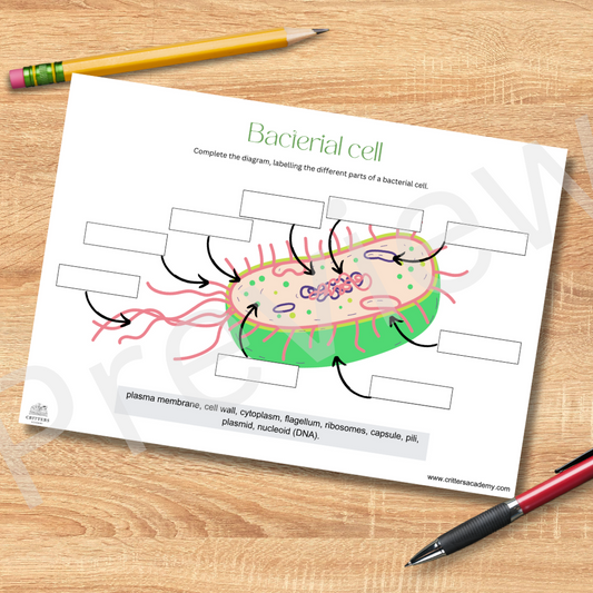 Bacterial cell anatomy labeling worksheet