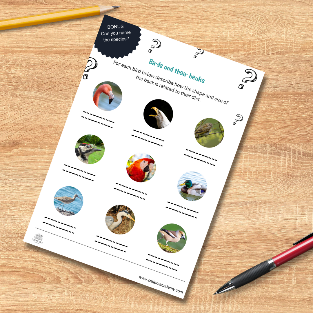 Birds and their beaks evolution worksheet