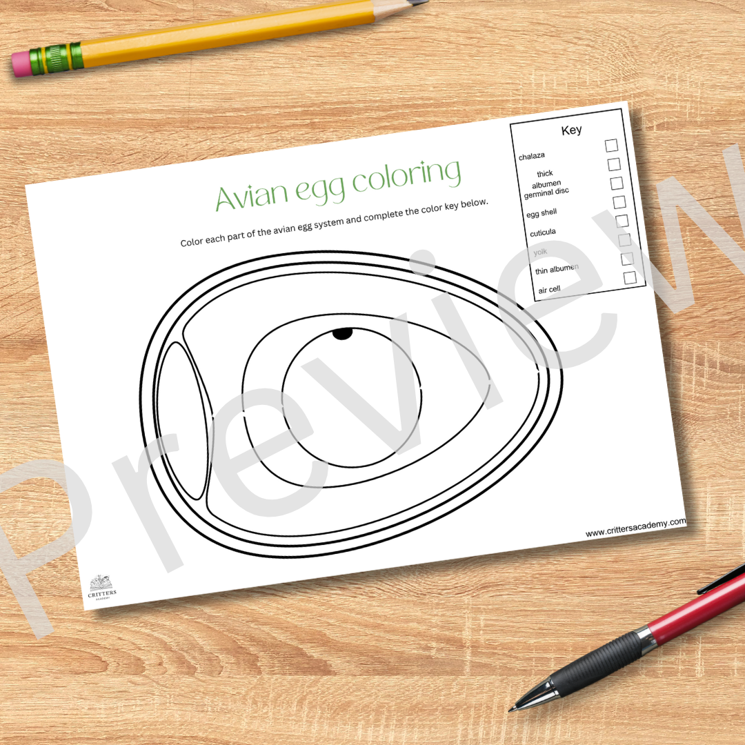 Avian egg anatomy colouring worksheet