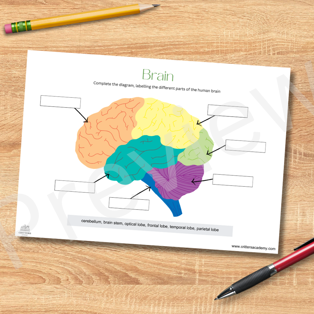 The brain anatomy labeling diagram