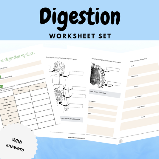 Digestion biology worksheet pack