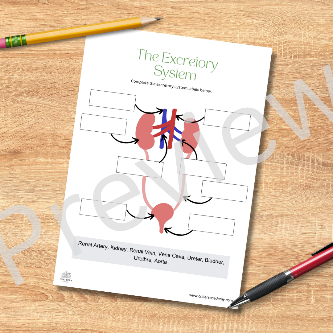 The excretory system anatomy labeling worksheet