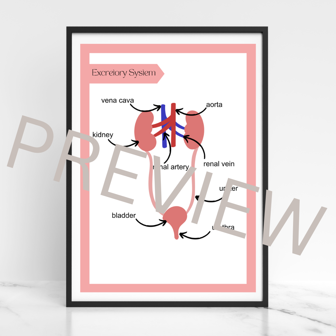 The excretory system poster