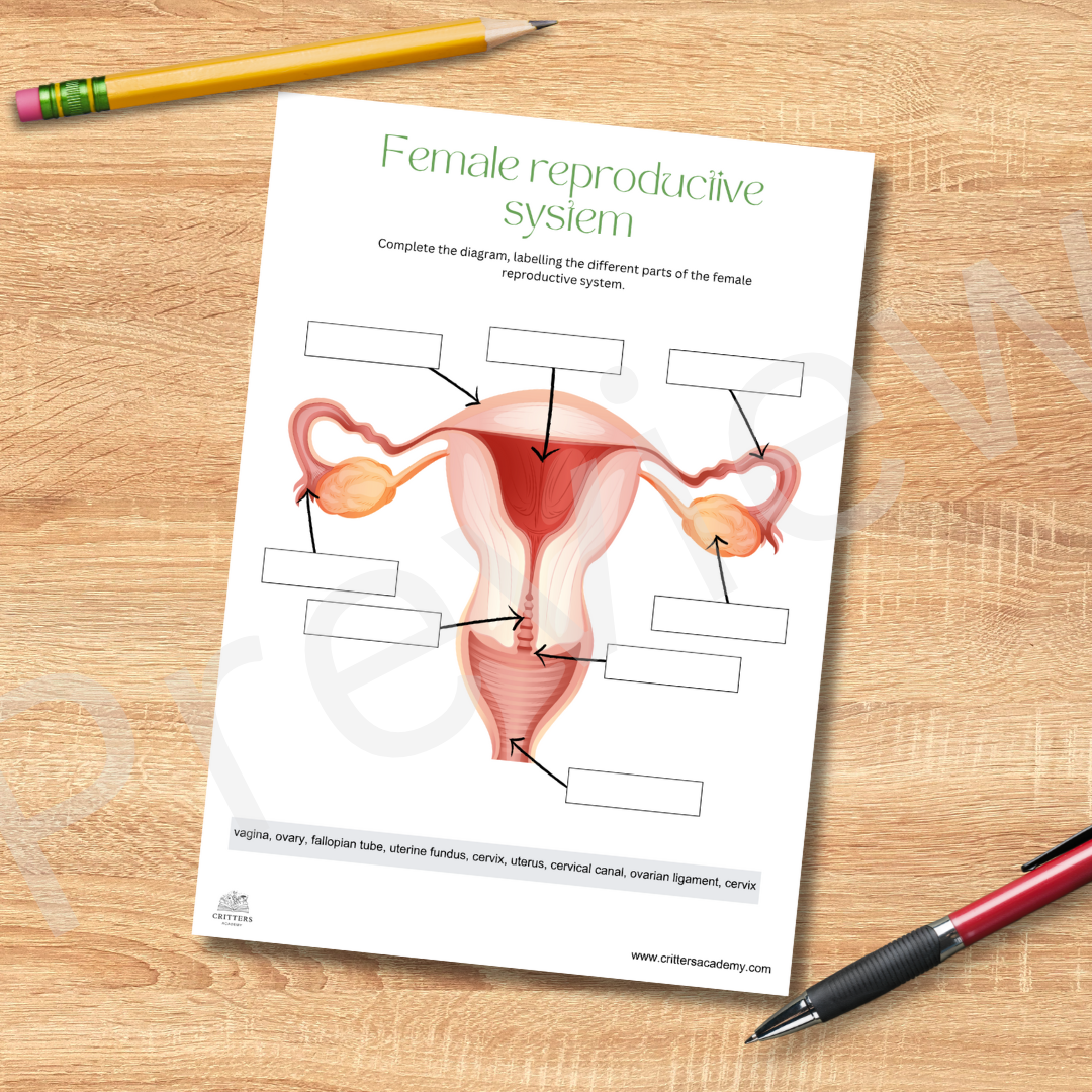 Female reproductive system anatomy labeling worksheet