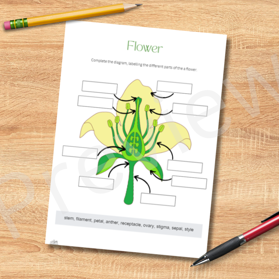 Flower anatomy labeling worksheet