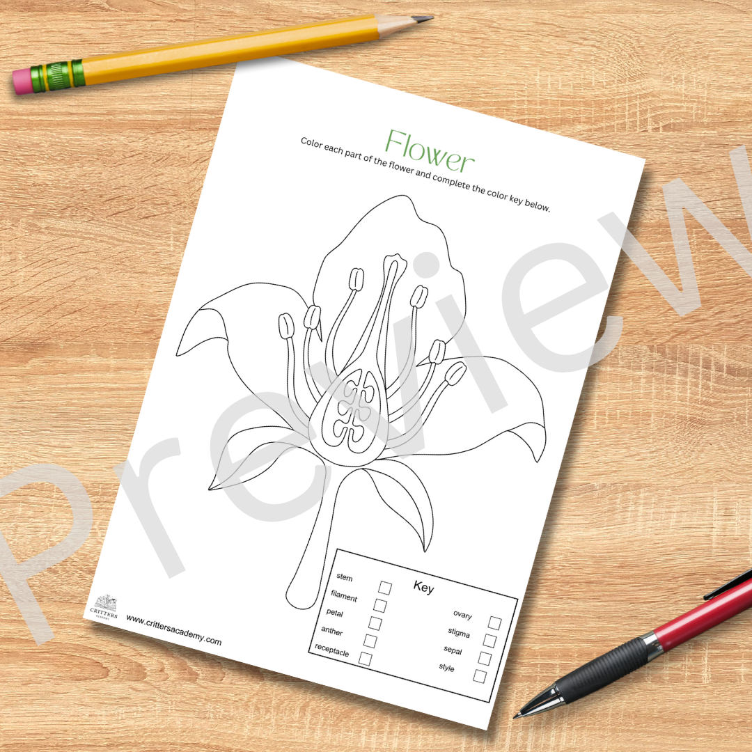 Flower anatomy colouring worksheet