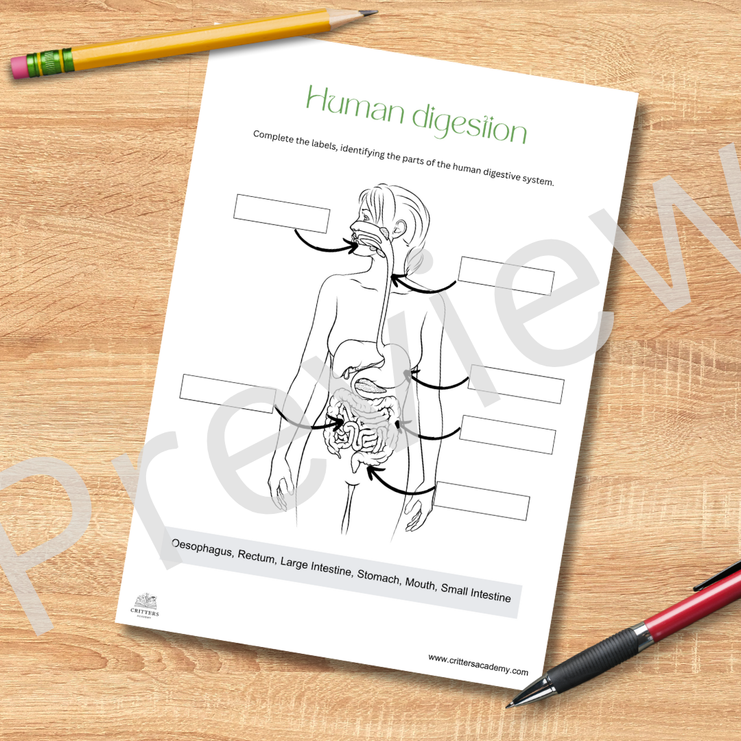 Human digestion anatomy labeling worksheet