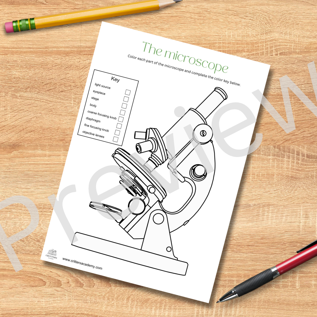 Microscope colouring worksheet