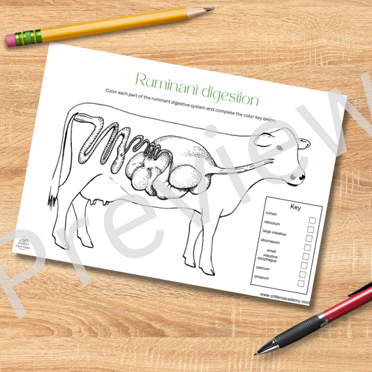 Ruminant digestion colouring worksheet