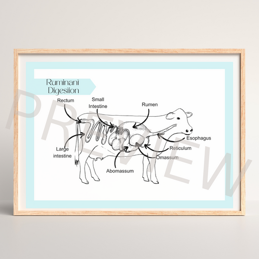 Ruminant digestive system diagram poster