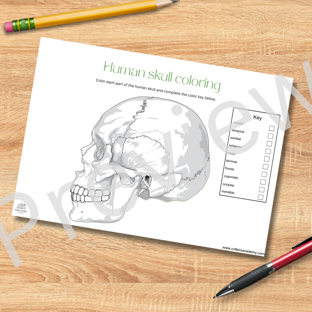 Human skull anatomy colouring worksheet